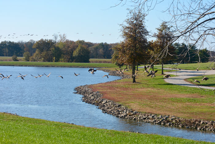 birds in flight over lake at The Aviary Recovery Center