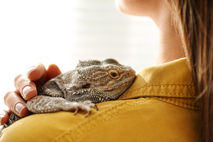 Furry, Feathery, or Even Scaly Friends Can Provide a Boost to Your Recovery